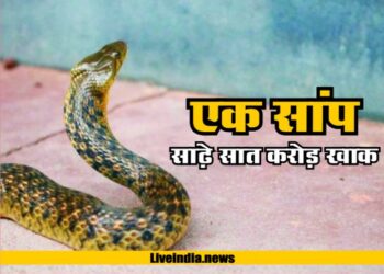एक सांप ने कर दिया साढ़े सात करोड़ का नुकसान