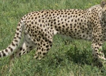 चीतों को लेकर भारत नामीबिया में तकरार!