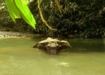 केरल में हुई हथिनी की मौत पर देश का फूटा गुस्सा