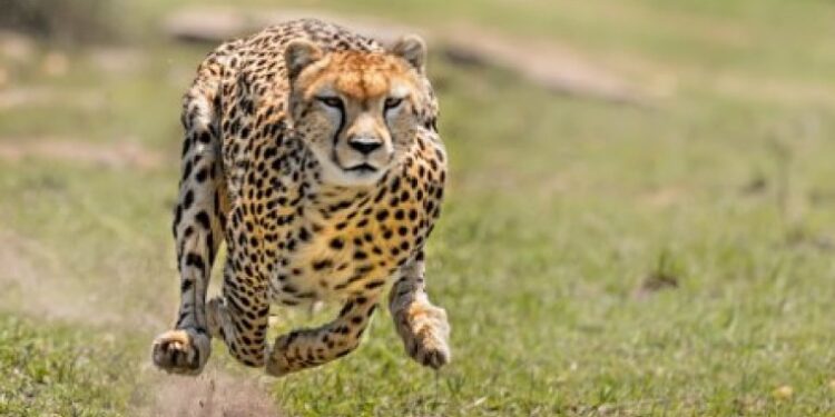 madhya pradesh cheetah