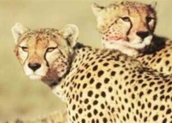 50 दिन बाद आजाद हुए दो चीते, पीएम मोदी ने शेयर किया वीडियो