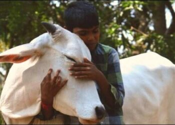 Now cow hug day