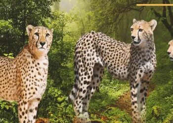 Cheetahs South Africa