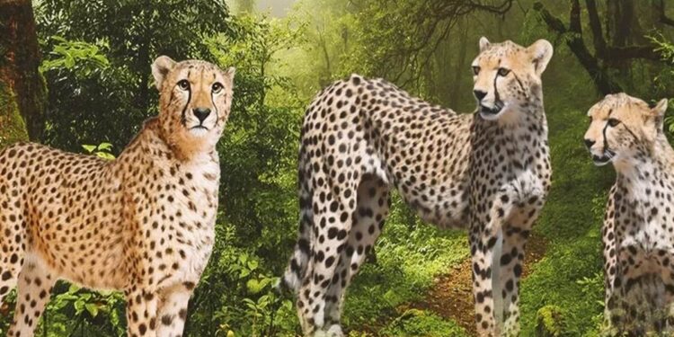 Cheetahs South Africa