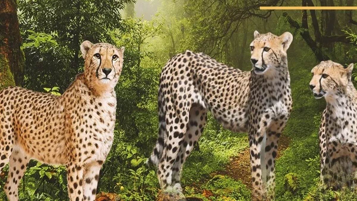 Cheetahs South Africa