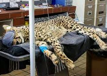 Female Cheetah