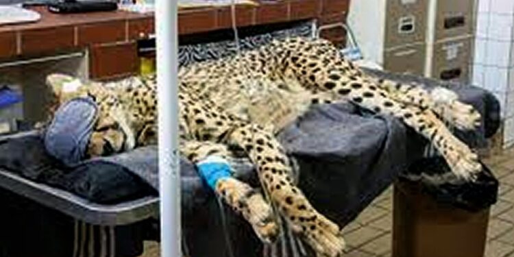 Female Cheetah