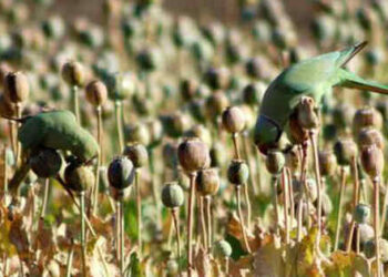 Parrot opium farmers