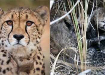 kuno cheetah park