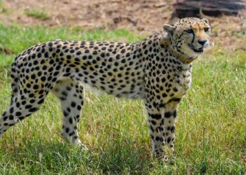 कोर्ट ने चीतों की मौत पर सरकार को लगाई लताड़,कही गंभीर बात