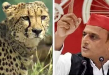 death of female cheetah