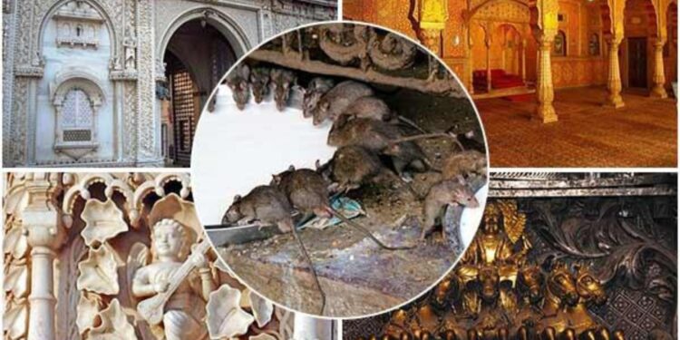 जानें देश के उस मंदिर का रहस्य जहां मौजूद है 25 हजार चूहे, राजपूतों की कुलदेवी का है स्थान