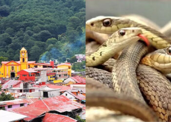 देश के इस गांव में सांप हैं परिवार के सदस्य, घर में रहने के लिए दिया जाता है स्थान