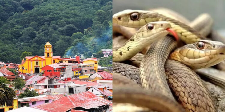 देश के इस गांव में सांप हैं परिवार के सदस्य, घर में रहने के लिए दिया जाता है स्थान