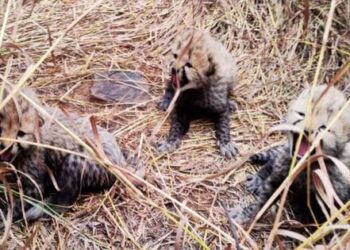 Kuno National Park Cheetah Jwala Three cubs born Madhya Pradesh Cheetah State