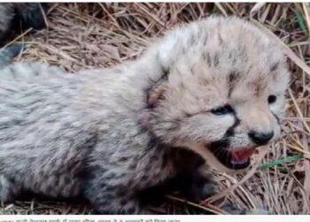 Kuno National Park Female Cheetah Asha Three Cubs Union Environment Minister Bhupendra Singh