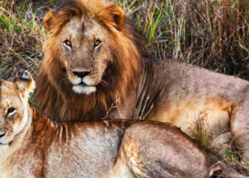 पश्चिम बंगाल: नॉर्थ बंगाल वाइल्ड एनिमल पार्क में शेरों का नाम ‘अकबर’ और ‘सीता’ रखने पर कानूनी लड़ाई छिड़ गई