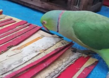 Astrologer Parrot Prediction