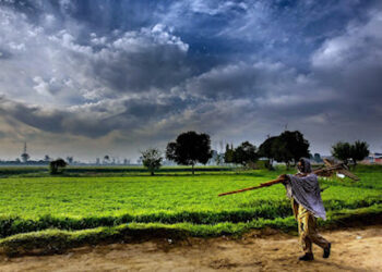 मानसून 2024: छत्तीसगढ़ में सामान्य से कम बारिश से किसानों पर असर,