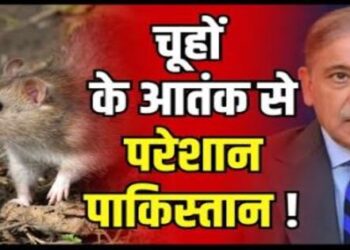 Pakistan Parliament Nawaz Sharif Government Rats Cat