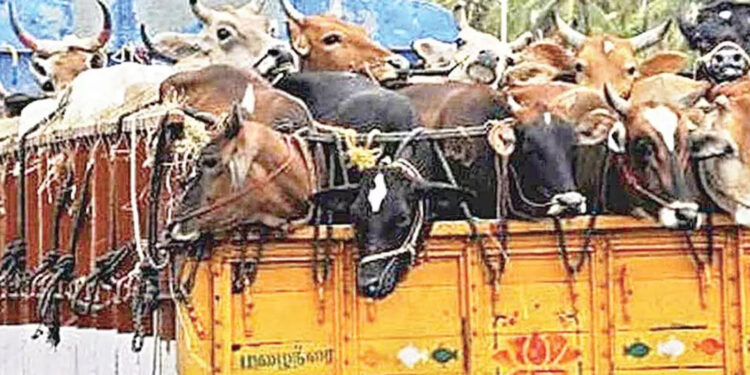 मध्य प्रदेश गौहत्या प्रतिषेध संशोधन अधिनियम 2024 राज्य में लागू…जानें क्या है ये..