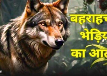 Fear of man eating wolf these days in Bahraich Uttar Pradesh