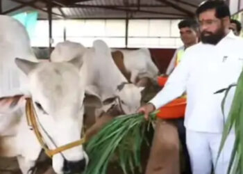 महाराष्ट्र चुनाव से पहले सियासत में गाय की एंट्री…जानें महाराष्ट्र की राज्यमाता को लेकर क्या बोले विपक्षी दल…