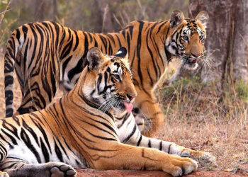 रातापानी मध्य प्रदेश का 7वां टाइगर रिजर्व बनने की संभावना, जानिए क्या है इस अभयारण्य की खास बात