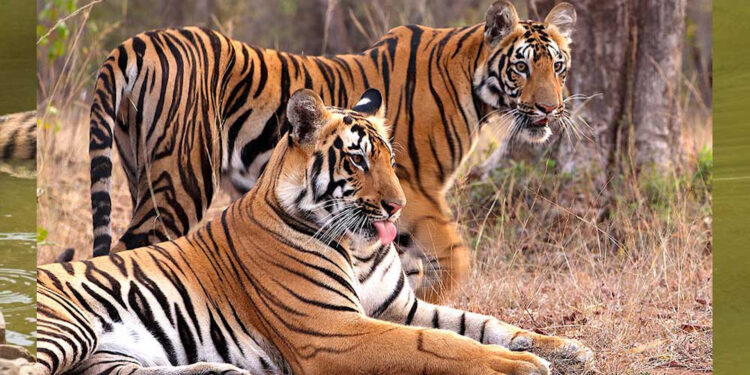 रातापानी मध्य प्रदेश का 7वां टाइगर रिजर्व बनने की संभावना, जानिए क्या है इस अभयारण्य की खास बात