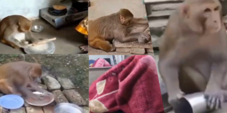 घरेलू महिला जैसे काम करती है ये बंदरिया…गांव वालो की है ‘रानी’