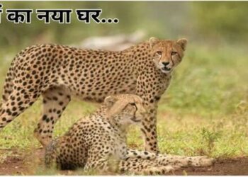 Chief Minister Yadav will release two leopards in Gandhi Sagar Sanctuary today What is the specialty of Gandhi Sagar Sanctuary