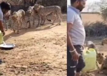 Forest department driver giving water to cheetahs in Madhya Pradesh Sheopur Kuno Tiger Reserve
