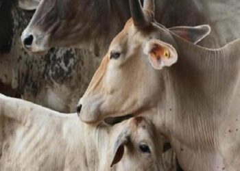 तिरुपति की गौशाला में 100 गायों की मौत; वाईएसआरसीपी के दावे से मचा हड़कंप, टीटीडी ने क्या कहा?