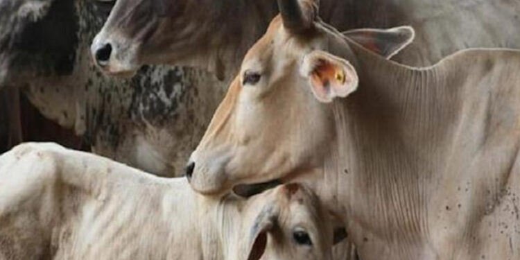 तिरुपति की गौशाला में 100 गायों की मौत; वाईएसआरसीपी के दावे से मचा हड़कंप, टीटीडी ने क्या कहा?