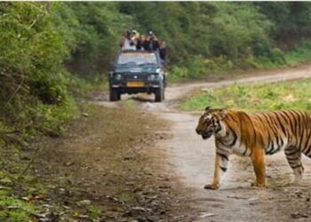 All tiger reserves of MP including Bandhavgarh will be closed from the core zone after June 30