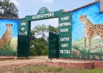 Kuno National Park : कूनो नेशनल पार्क से दुखद खबर… मादा चीता ‘नभा’ की मौत…शिकार के दौरान हुई थी गंभीर घायल