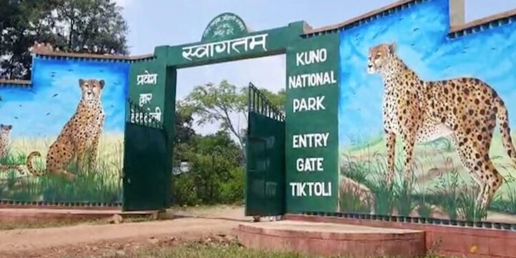 Kuno National Park : कूनो नेशनल पार्क से दुखद खबर… मादा चीता ‘नभा’ की मौत…शिकार के दौरान हुई थी गंभीर घायल