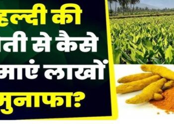 Farming Special Cultivation of turmeric on vacant land can earn huge profits