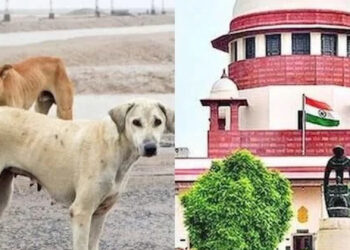 दिल्ली एनसीआर में आवारा कुत्तों पर सुप्रीम कोर्ट के फैसले पर मचा बवाल, राहुल गांधी बोले – “बेजुबान समस्या नहीं, जिन्हें मिटा दिया जाए”