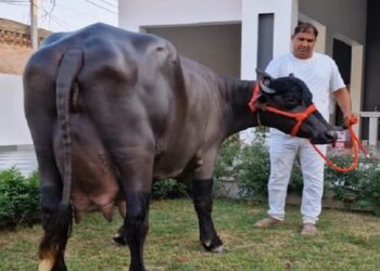 Haryana News: : हरियाणा की भैंस राधा ने बनाया विश्व रिकॉर्ड, मालिक हुआ मालामाल