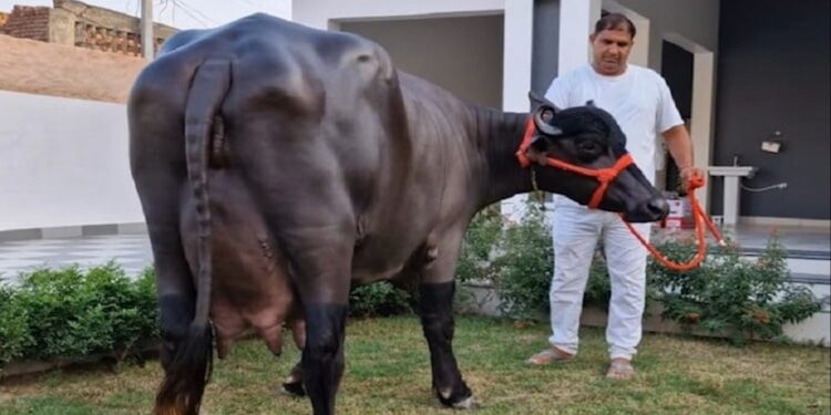 Haryana News: : हरियाणा की भैंस राधा ने बनाया विश्व रिकॉर्ड, मालिक हुआ मालामाल