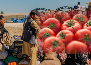 अफगानिस्तान से टमाटर न आने पर मचा हाहाकार, पाकिस्तान में महंगाई बेकाबू — जानें काबुल से क्या-क्या खरीदता है पड़ोसी मुल्क
