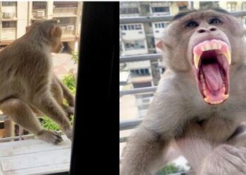 Monkey nuisance activities are on the rise in Mumbai and surrounding areas