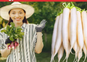 Benefits of eating radish