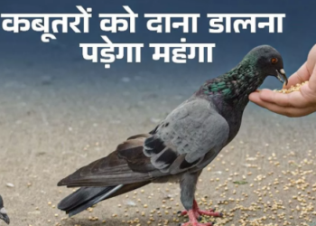 Feeding pigeons in public places could result in serious consequences including jail time in Karnataka
