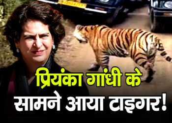Priyanka Gandhi की जिप्सी के सामने आया टाइगर, पल भर को थम गई सांसें