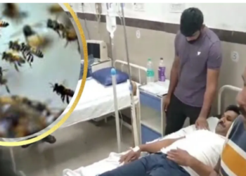 Bee attack at Ujjain fair