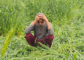 heavy damage to the Rabi crops