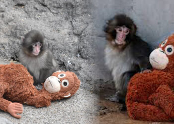 Ichikawa City Zoo: माँ ने छोड़ा, खिलौने ने संभाला: जापान के चिड़ियाघर में जन्मे नन्हे मकाक ‘पंच’ ने हिम्मत से लिखी संघर्ष की कहानी