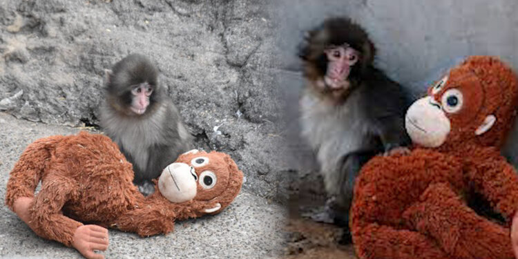 Ichikawa City Zoo: माँ ने छोड़ा, खिलौने ने संभाला: जापान के चिड़ियाघर में जन्मे नन्हे मकाक ‘पंच’ ने हिम्मत से लिखी संघर्ष की कहानी